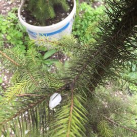 Spruce and Fir growth problems ARM EN Community