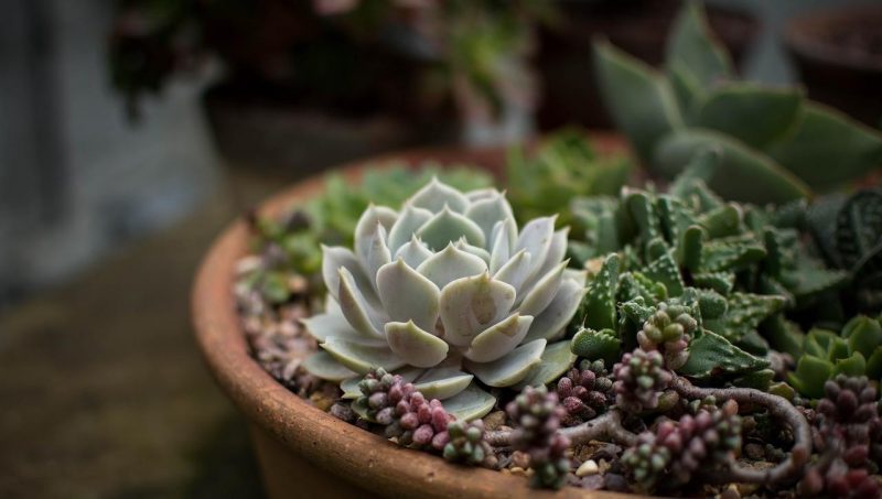 Succulents, plant care and growing guide