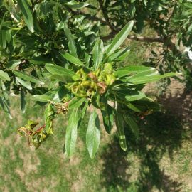 Almond treatment – curled leaves ARM EN Community