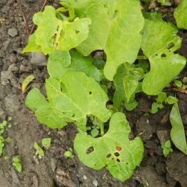 Bean leaves with holes ARM EN Community