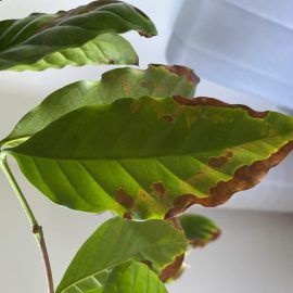 Coffee tree with browning leaf edges ARM EN Community