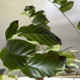 Coffee tree with browning leaf edges ARM EN Community