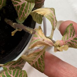 Fittonia with leaf spots ARM EN Community