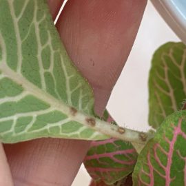 Fittonia with leaf spots ARM EN Community