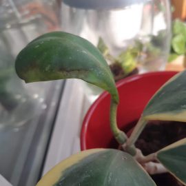 Hoya kerrii browning leaf ARM EN Community