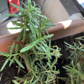 Rosemary with possible pests? ARM EN Community