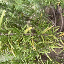Rosemary – yellow leaves ARM EN Community