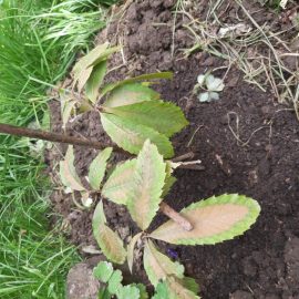 Sweet chestnut – leaves turning brown ARM EN Community