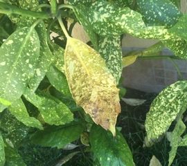 aucuba japonica with spotted leaves ARM EN Community