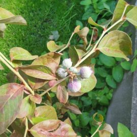 Blueberry with dried leaves ARM EN Community