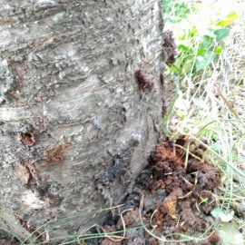 Cherry tree – holes at the base of the trunk ARM EN Community