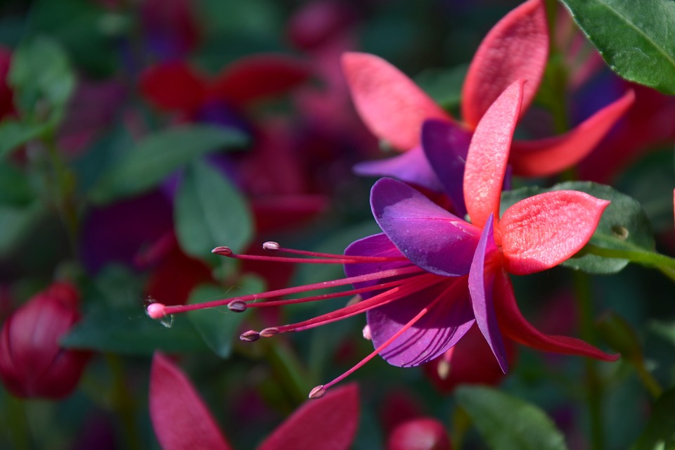 Fuchsia, plant care and growing guide