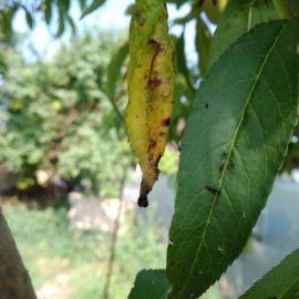 Peach – dried/curled leaves and pests ARM EN Community