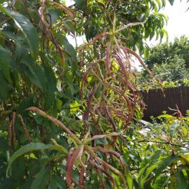Peach – dried/curled leaves and pests ARM EN Community