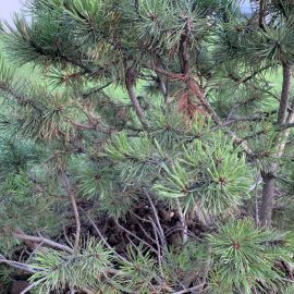 Pine with larvae in substrate ARM EN Community