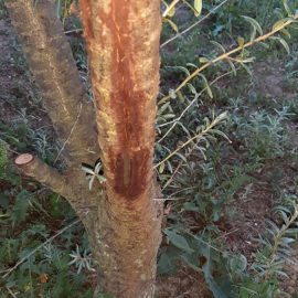 Sea buckthorn – treatments for bark cracks ARM EN Community
