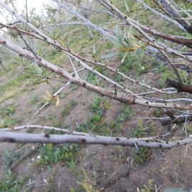 Sea buckthorn – wounds on bark ARM EN Community