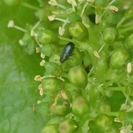 Small beetles on grapevine flowers ARM EN Community