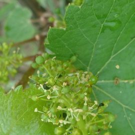 Small beetles on grapevine flowers ARM EN Community