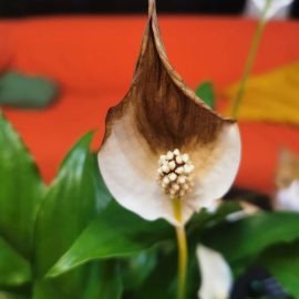 Spathiphyllum – brown spots on flowers ARM EN Community