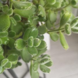 White-spots-on-succulent-1