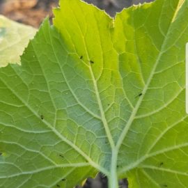 Zucchini with white spots on leaves ARM EN Community