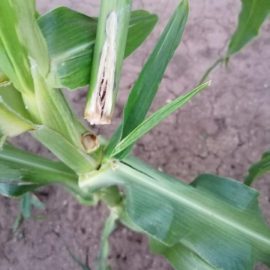 Corn rots on the inside ARM EN Community