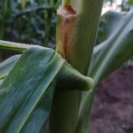 Corn-disease