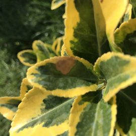 Euonymus with leaf spots ARM EN Community