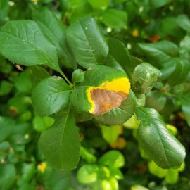 Japanese quince with yellow leaves ARM EN Community