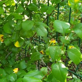 Japanese quince with yellow leaves ARM EN Community