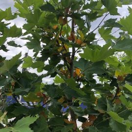 London plane tree – what can I apply for yellow leaves? ARM EN Community