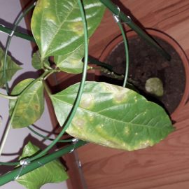 Passiflora – leaf spots ARM EN Community