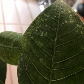 Plumeria leaf spots ARM EN Community