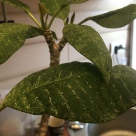 Plumeria-leaf-spots