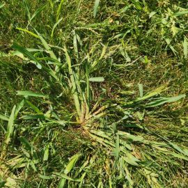 Weeds grown in lawn – herbicide ARM EN Community