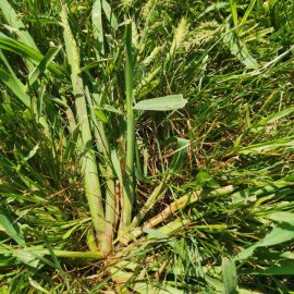 Weeds grown in lawn – herbicide ARM EN Community