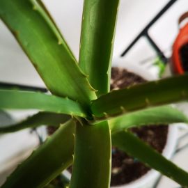 Aloe with drying leaves ARM EN Community