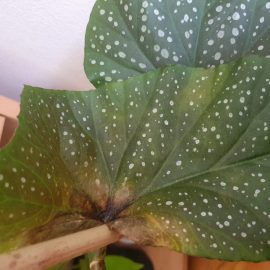 Begonia lucernae with browning leaves ARM EN Community