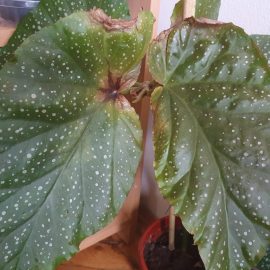 Begonia lucernae with browning leaves ARM EN Community