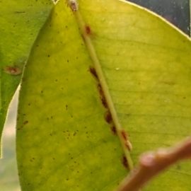 Ficus benjamina with scale bugs ARM EN Community