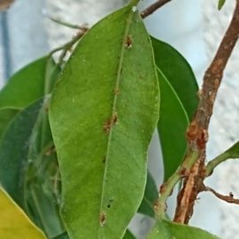 Ficus benjamina with scale bugs ARM EN Community