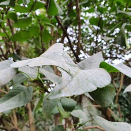 Lilac with white powder on leaves ARM EN Community