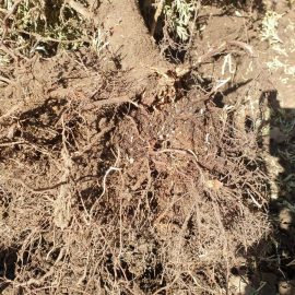 Arborvitae – root worms ARM EN Community