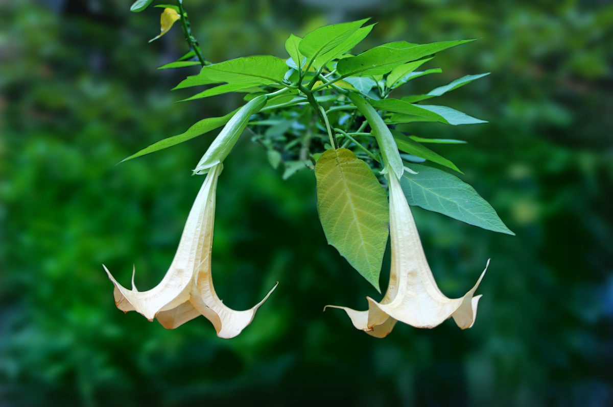 Brugmansia, planting guide and care work