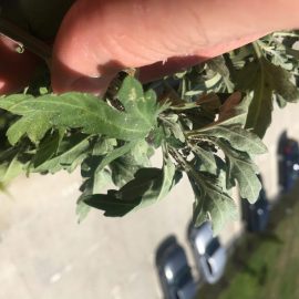 Chrysanthemum – treatments against black aphids ARM EN Community