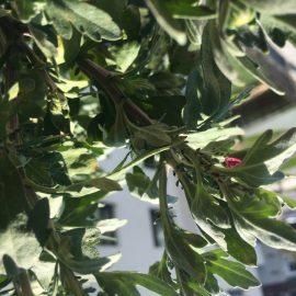 Chrysanthemum – treatments against black aphids ARM EN Community
