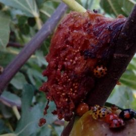 Fig fruits attacked by insects ARM EN Community