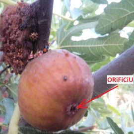 Fig fruits attacked by insects ARM EN Community