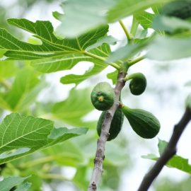 fig-planting-growing-harvesting